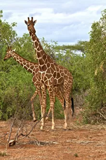 Images Dated 13th October 2011: Reticulated Giraffes -Giraffa camelopardalis reticulata-, Samburu National Reserve, Kenya