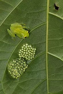 Images Dated 1st November 2015: Reticulated Glass Frog