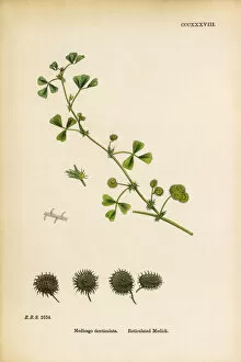 Images Dated 8th June 2017: Reticulated Medic, Medicago denticulata, Victorian Botanical Illustration, 1863