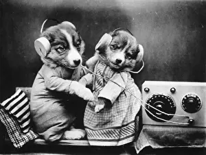 Animal Oddity Prints: Revelling Pups