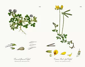 Images Dated 12th December 2017: Reversed-flowered Trefoil, Trifolium resupinatum, Victorian Botanical Illustration, 1863