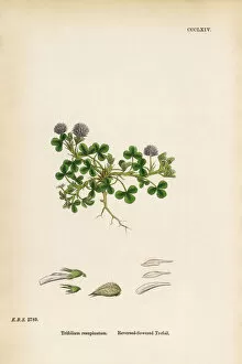 Images Dated 12th June 2017: Reversed-flowered Trefoil, Trifolium resupinatum, Victorian Botanical Illustration, 1863