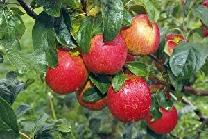 Nourishment Collection: Rewena Apples (Malus domestica) growing on an apple tree, fruit-growing region Altes Land