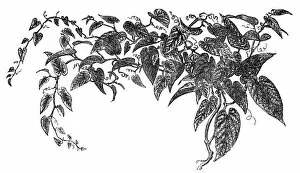 Images Dated 11th April 2017: Rex begonia vine (Cissus discolor)