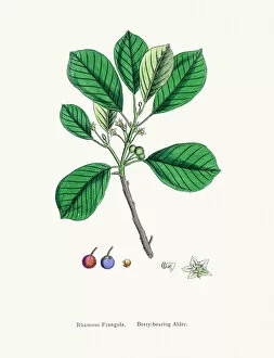 English Botany, or Coloured figures of British Plants Collection: RhAamnus frangula