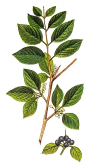 Rhamnus cathartica, the buckthorn, common buckthorn or purging buckthorn