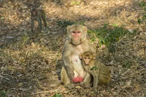 Simiiformes Gallery: Rhesus macaque -Macaca mulatta- with young, Rajasthan, India