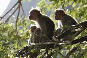 Old World Monkey Gallery: Rhesus macaques or Rhesus monkeys -Macaca mulatta-, Courtallam, Western Ghats, Tamil Nadu