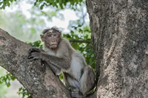 Old World Monkey Gallery: Rhesus monkey -Macaca mulatta-, Mudumalai Wildlife Sanctuary, Tamil Nadu, India