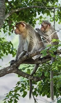 Haplorhini Gallery: Rhesus monkeys -Macaca mulatta- grooming, Mudumalai Wildlife Sanctuary, Tamil Nadu, India