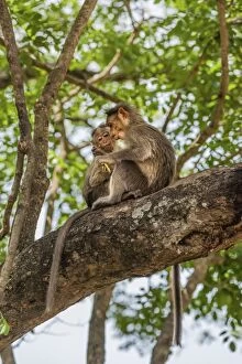 Old World Monkey Gallery: Two rhesus monkeys -Macaca mulatta-, juveniles, Mudumalai Wildlife Sanctuary, Tamil Nadu, India