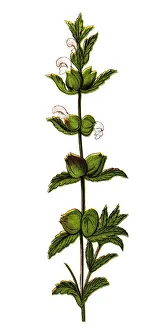 Rhinanthus minor, the yellow rattle, little yellow rattle, hayrattle or cockscomb