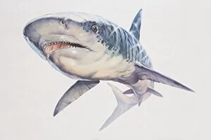 Rhincodon typus, Whale Shark, low angle view