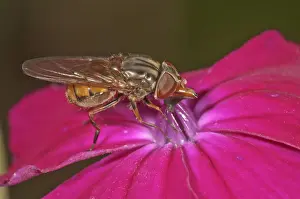 Sucking Prints: Rhingia campestris hoverfly, sucking nectar from bloody cranes-bill