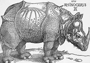Northern Renaissance Prints: Rhinoceros by Albrecht Durer