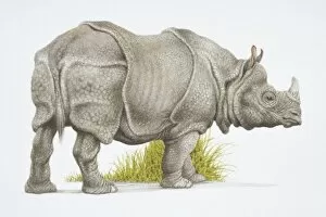 Perissodactyla Gallery: Rhinoceros unicornis, Indian rhinoceros, side view