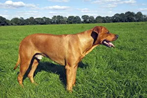 Pets Prints: Rhodesian Ridgeback dog (Canis lupus familiaris), male, domestic dog