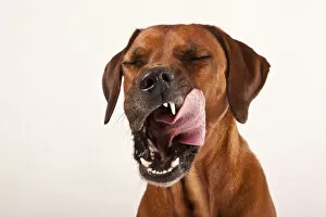 Images Dated 15th September 2011: Rhodesian Ridgeback, male dog, licking his tongue around his mouth, portrait