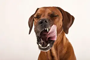 Licking Prints: Rhodesian Ridgeback, male dog, licking his tongue around his mouth, portrait