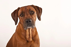 Images Dated 15th September 2011: Rhodesian Ridgeback, male dog, portrait