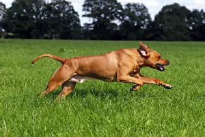 Move Prints: Rhodesian Ridgeback, two year-old male, on the move, running over a meadow