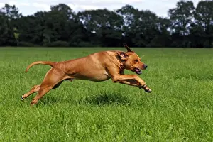 Pets Prints: Rhodesian Ridgeback, two year-old male, on the move, running over a meadow