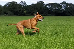 Rhodesian Ridgeback, two year-old male, on the move, running over a meadow