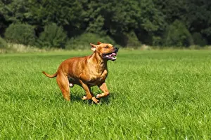 Rhodesian Ridgeback, two year-old male, on the move, running over a meadow