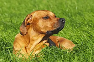 Zimbabwe Prints: Rhodesian Ridgeback, two year-old male, portrait