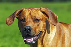 Zimbabwe Prints: Rhodesian Ridgeback, two year-old male, portrait