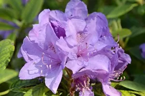Images Dated 19th May 2012: Rhododendron flower -Rhododendron sp.-, hybrid