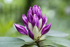 Images Dated 30th May 2013: Rhododendron -Rhododendron-, flower bud, North Rhine-Westphalia, Germany