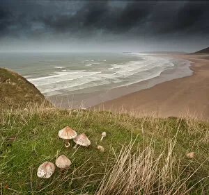 Images Dated 18th October 2014: Rhossili Bay and Fungi