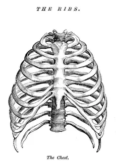The ribs engraving anatomy 1872