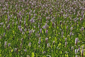 Images Dated 12th July 2013: Ribwort Plantain -Plantago lanceolata-, flowering, Middle Franconia, Bavaria, Germany