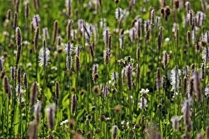 Images Dated 12th July 2013: Ribwort Plantain -Plantago lanceolata-, flowering, Middle Franconia, Bavaria, Germany