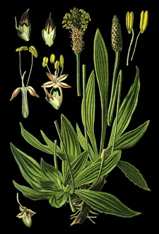 Images Dated 15th April 2019: ribwort plantain, plantain, narrowleaf plantain, English plantain, ribleaf, lambs tongue