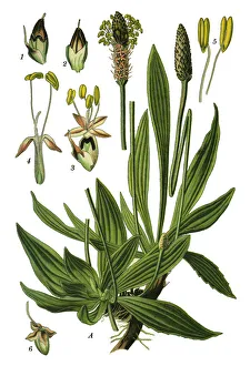 Images Dated 15th April 2019: ribwort plantain, plantain, narrowleaf plantain, English plantain, ribleaf, lambs tongue
