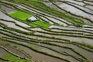 Banaue Prints: Rice Abstract