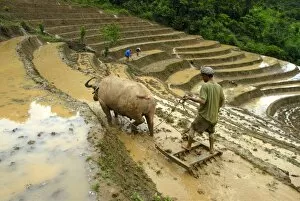 Rice farmer plowing his rice paddy with the help of a water buffalo, rice terraces