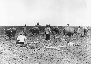 Landscape Male Machinery Agricultural Prints: Rice Field