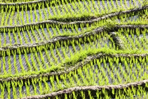 Rice field, detail, Tirtagangga, bei Abang, Bali, Indonesia