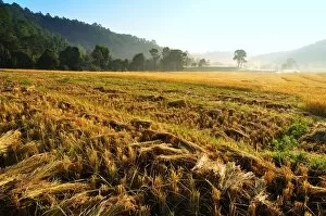 Images Dated 4th November 2010: The rice field after harvest at Mae Klang Luang