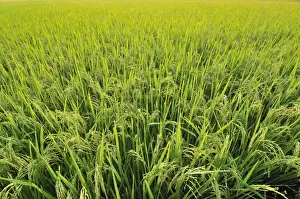 Southeast Prints: Rice field, Vietnam, Southeast Asia