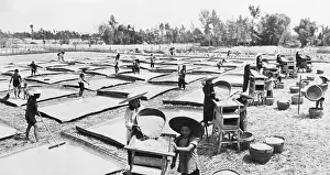 Rice Prints: Rice Field In Western China