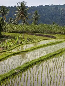 Images Dated 20th August 2011: Rice fields near Banjar, North Bali, Bali, Indonesia, Southeast Asia, Asia