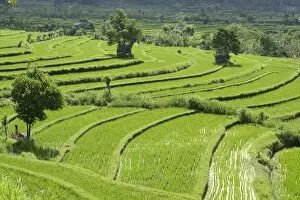 Images Dated 21st July 2014: Rice paddies and rice terraces, Bali, Indonesia