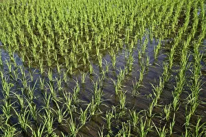 Images Dated 13th January 2013: Rice paddy, Langkawi, Langkawi, Sultanat Kedah, Malaysia