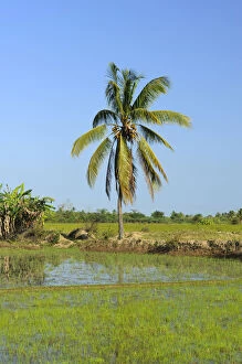 Areas Collection: Rice paddy in front of tropical palm tree, Morondava, Madagascar, Africa