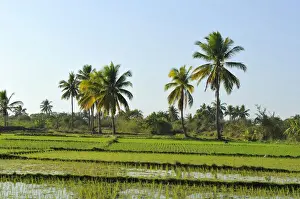 Acre Prints: Rice paddy in front of tropical palm trees, Morondava, Madagascar, Africa